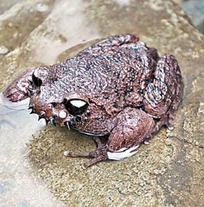 哀牢髭蟾 哀牢髭蟾